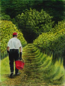 tuscan Vineyard